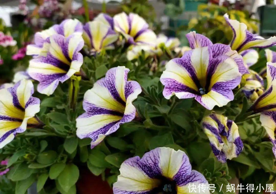 牡丹|这现在不能换盆的花,土一松就没命,白养大半年