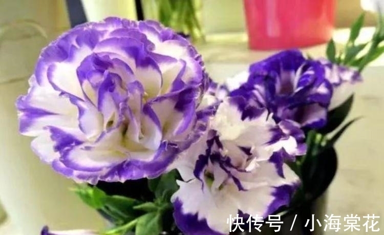 种花人|养花试试这几款,花开繁盛花香怡人,层层交叠,烂漫迷人眼