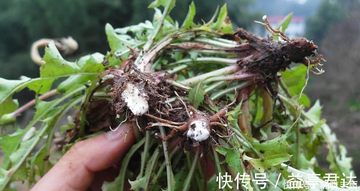 消防员|蒲公英是“天然消防员”,排肝毒、降肝火,但4类人要主动拒绝