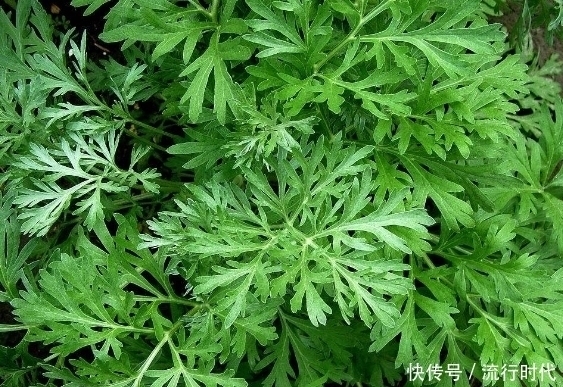 此物|艾叶不能与此物一起食用,却有很多人还不清楚,记得告诉身边人
