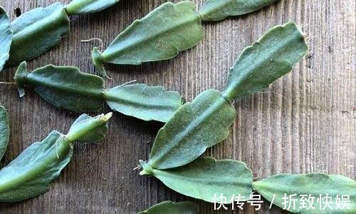 3种花掐点枝就能来个“大变身”,一盆变多盆,成活率高,生长快