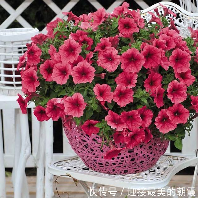 3种“网红花”,一点不娇气,沾土就泛滥,气质还高大上