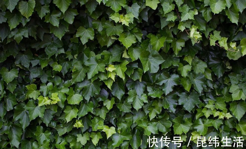 光照不好的地方,养这3种花,一样长得好