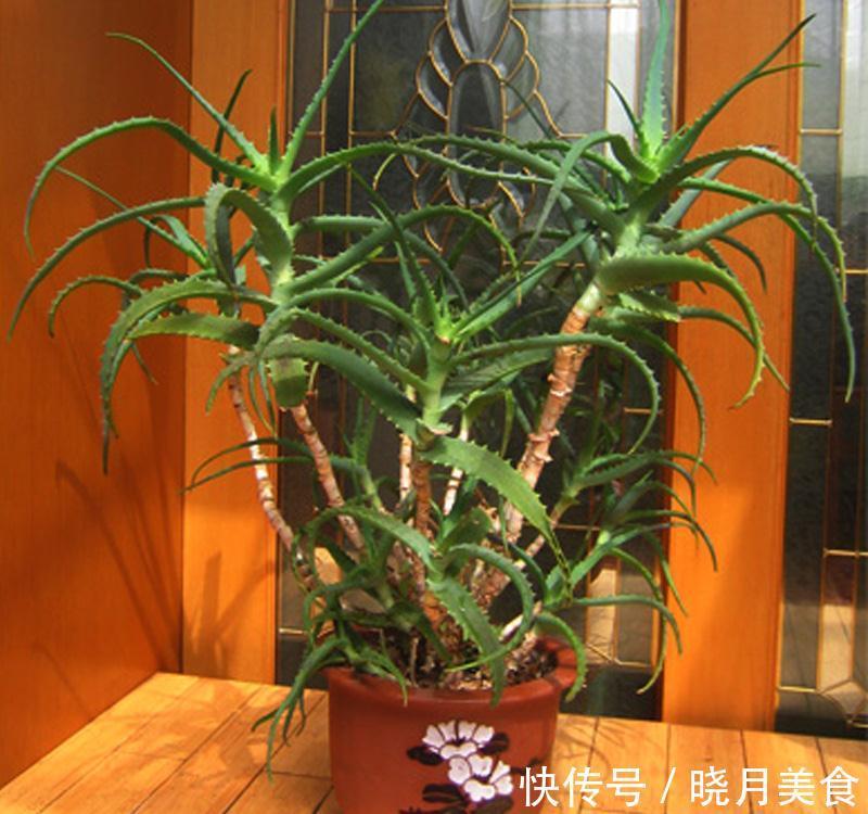 龟背竹|5种“大盆花”适合养客厅,旺家有格调,吉祥好养,易成“老桩”