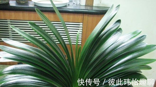 植料|君子兰小苗,做好几点,长得快早日开花