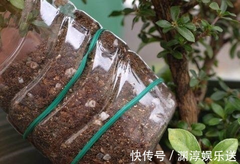 矿泉水瓶有“大作用”,10个“用法”最经典,可以种豆芽、养花