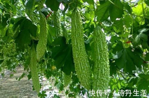 排毒养颜|想长寿先排毒，多吃以下食物，促进肠胃蠕动，加速排便，肤色更好