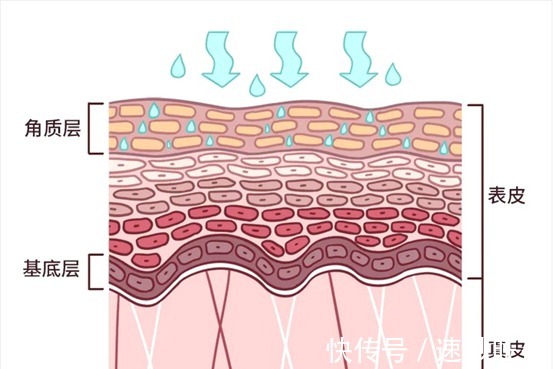 角质层|护肤新手必知！补水保湿比你想象得更重要！先收藏了！