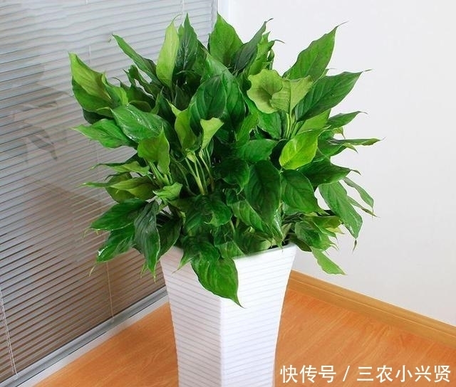 铜钱草|看好了, 就是这五种花! 越浇越爆盆, 一缺水马上就蔫了, 你家有吗