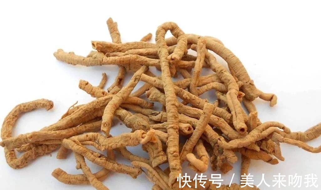 远志|农村一种常见的植物,别名还叫细草,光棍茶,是值钱的药材