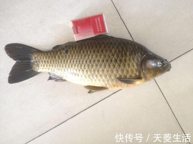 我妈|大爷自制钓鱼窝料,成本低,每次都比别人钓的多,无私分享给大家