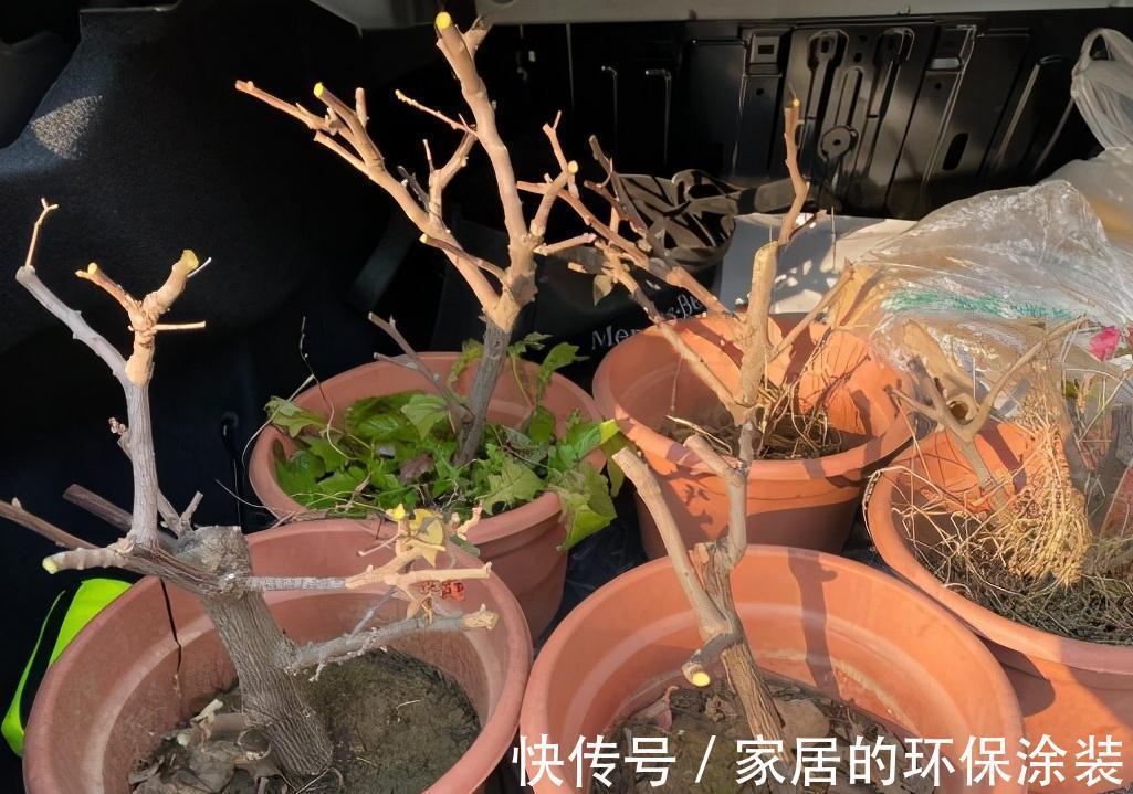 8种“漂亮花”特怕冷，秋天赶紧拿到屋里去，不然都冻死了