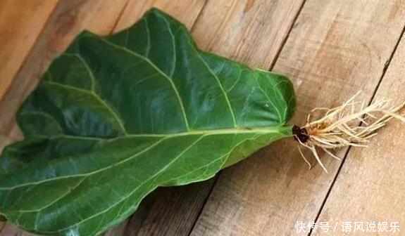 这6种花只用一片叶子就能繁殖出一大盆，根本不用花钱买！