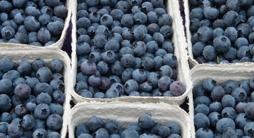 蓝莓好吃营养多教你挑选蓝莓的4个小窍门，保证新鲜味道美