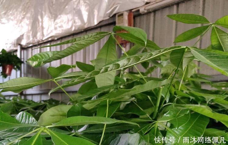 家养发财树,学会这“3件事”,轻松养得旺,叶片油绿