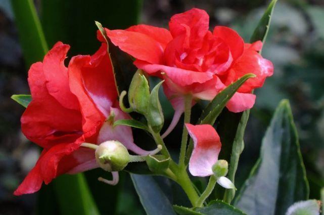 凤仙花|7月2日开始,养花试试这几款,观赏价值高,一养就上瘾