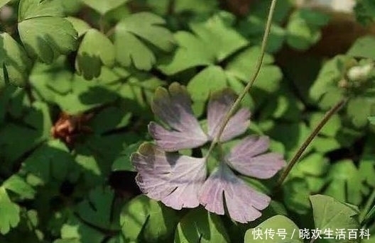 農村這種“千年老鼠屎”，一斤百元價值很高，如果看到請帶回家！