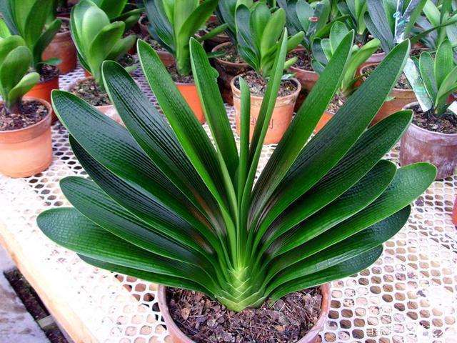 君子兰能晒太阳吗啤酒怎样浇君子兰