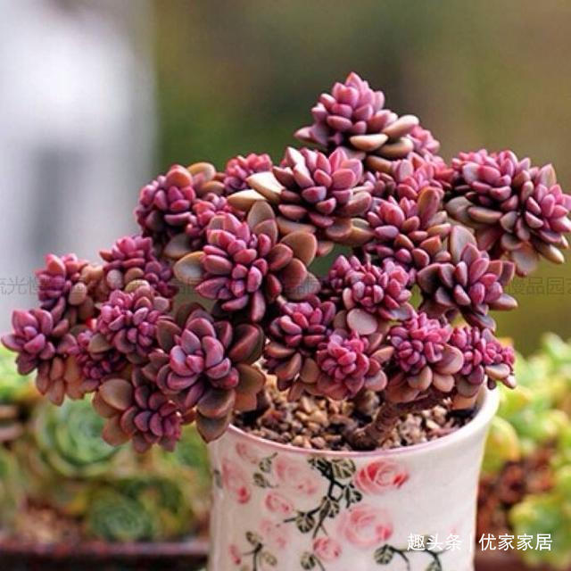 罗宾|喜欢养多肉就挑漂亮的养，12款迷人的紫色多肉，好看还好养