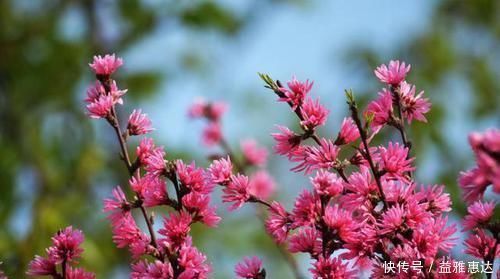 桃花|白居易一首桃花诗,表面上写花,实际上讲自己,读一次心疼一次