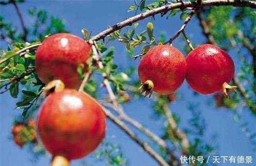 院子|家里有个小院子,别光养月季,种上3棵树,开花结果寓意好