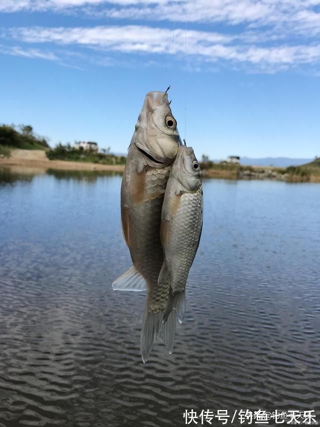 觅食|气温下降也别封竿,大板鲫的觅食高峰来了!现在垂钓正当时