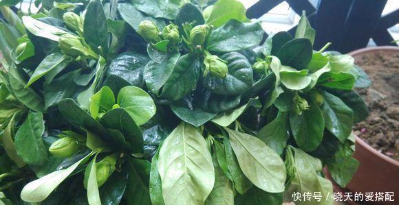 刚买回来的花就黄叶落蕾?这么做立马恢复水灵