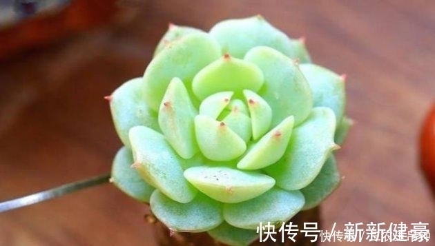 多肉植物这样换盆, 没有养不好的肉肉!