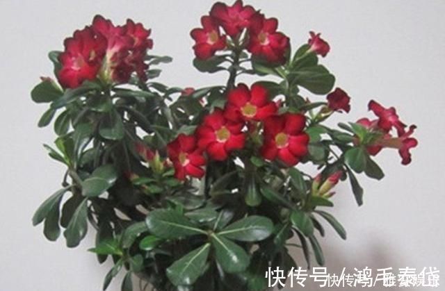 花盆|花盆里有虫子怎么办教你一招,让花盆内永远不生虫