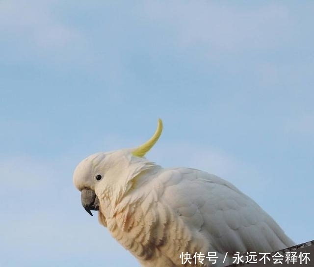 葵花鹦鹉多少钱一只