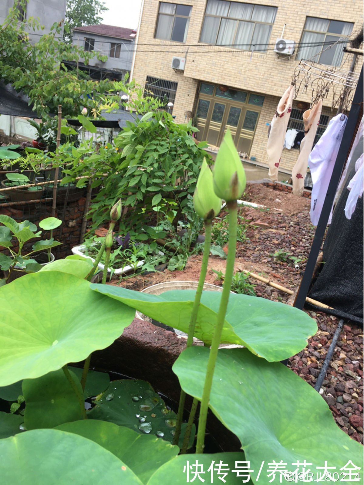 老中医爱养的4种花,堪称植物“百宝箱”,养人养身心