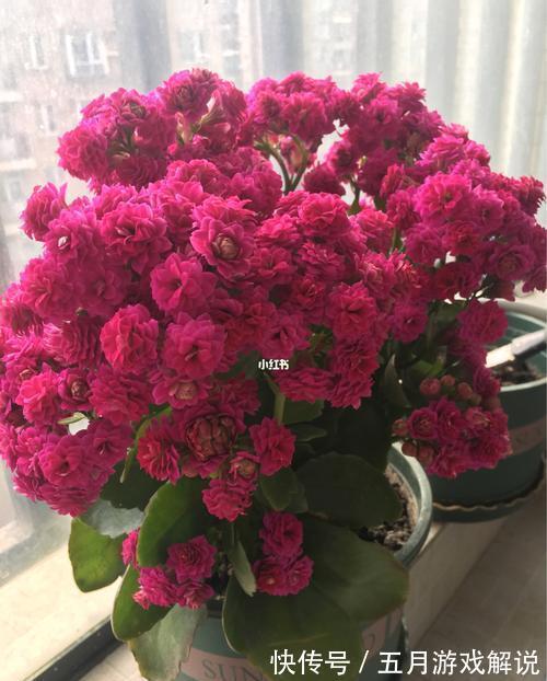 花卉|用酵母粉养花,让花卉长得更加茂盛,叶子也更加有光泽