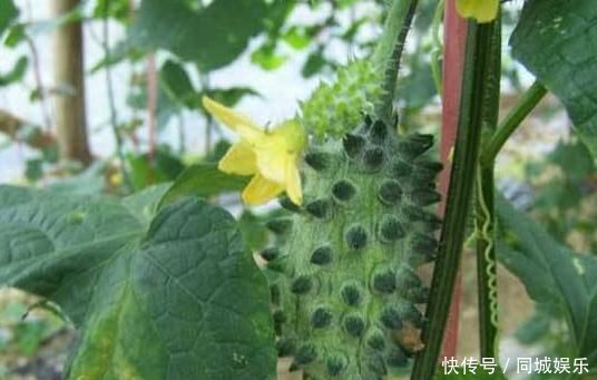 赶跑|女性常吃一果,滋养卵巢,子宫越来越健康,赶跑妇科炎症