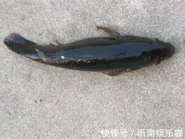 土憨巴|深圳一钓鱼人钓获呆子鱼,又黑又丑担心不能吃,网友:多加葱姜蒜