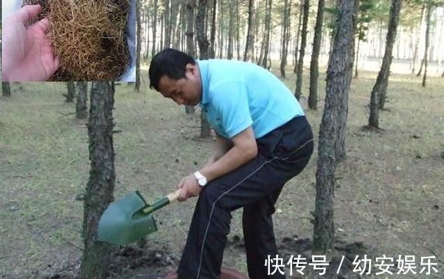 压箱底的养花绝活,种花用这三种“黄金土”,不爆盆来找我