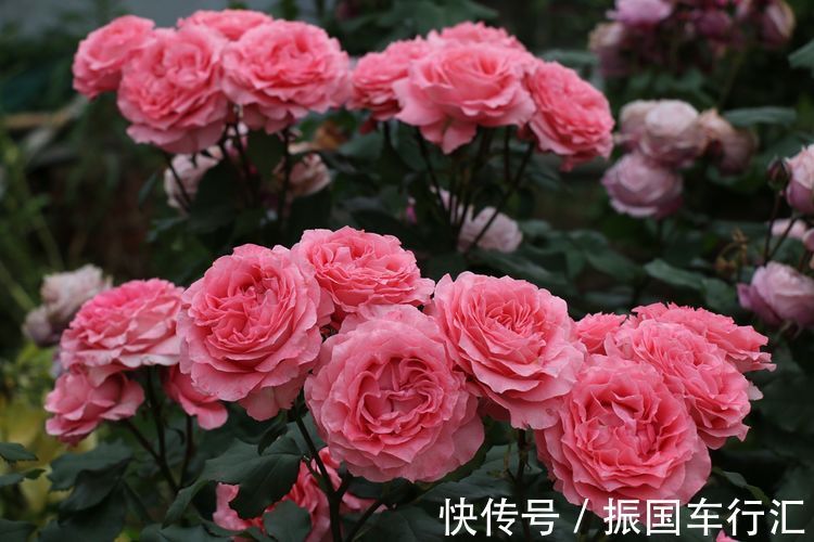 喜欢菊花,不如养盆优良名菊“蜡菊”,美轮美奂,爆成菊花海!