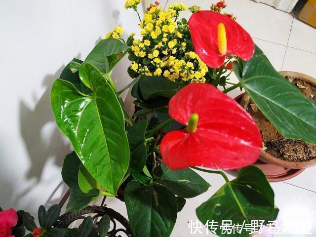 过年之前,给家里养“4种花”,好养好活、寓意红红火火
