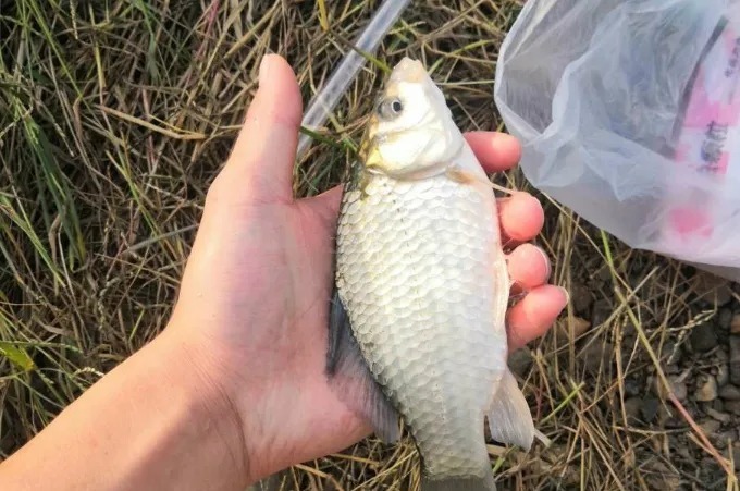 天气冷鱼就不好钓了?别被坑了,只要精选3大招式,板鲫越钓越大