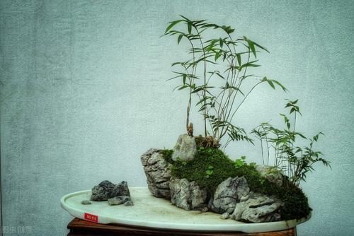 发育不良|养护盆景,几件犯忌的事不能干,干了任意一件,盆景不死也遭大难