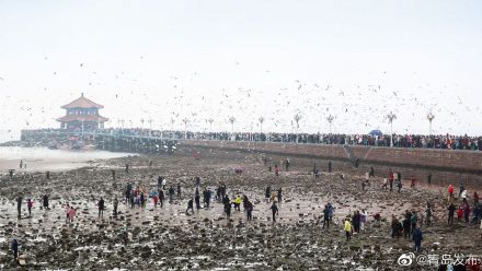 大年初一，栈桥海鸥被“喂饱了”