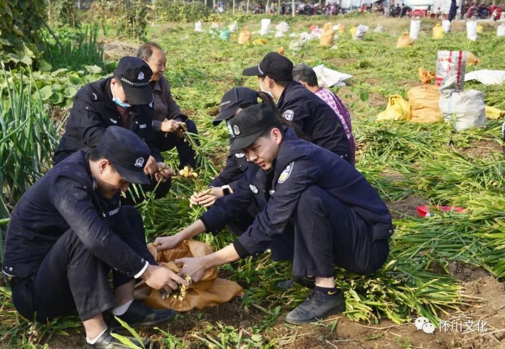 城村|博爱下期城村千人聚集抢生姜！