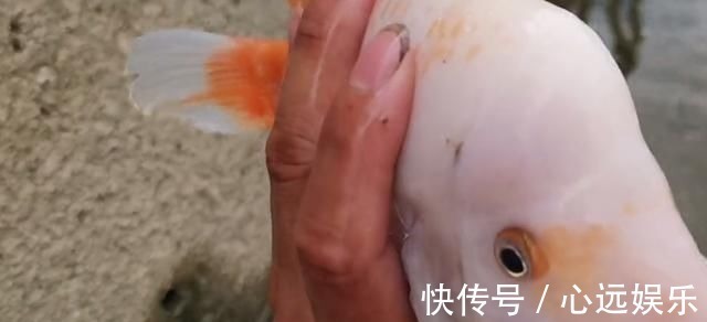 罗非鱼|这鱼在漠阳江快泛滥了,钓鱼人:到处都是,所幸还好吃