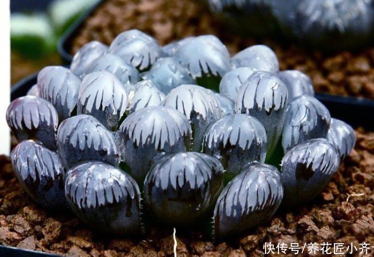 根系|多肉玉露,阳台养就2个要点,养得圆润饱满,晶莹透亮像“水晶”
