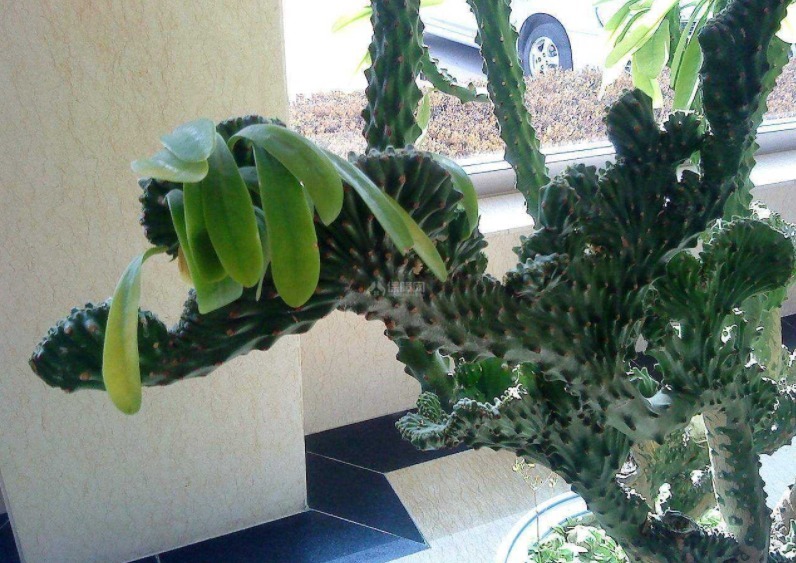 铁树|五种“镇宅花”,听名字就很“霸气”,关键还好养