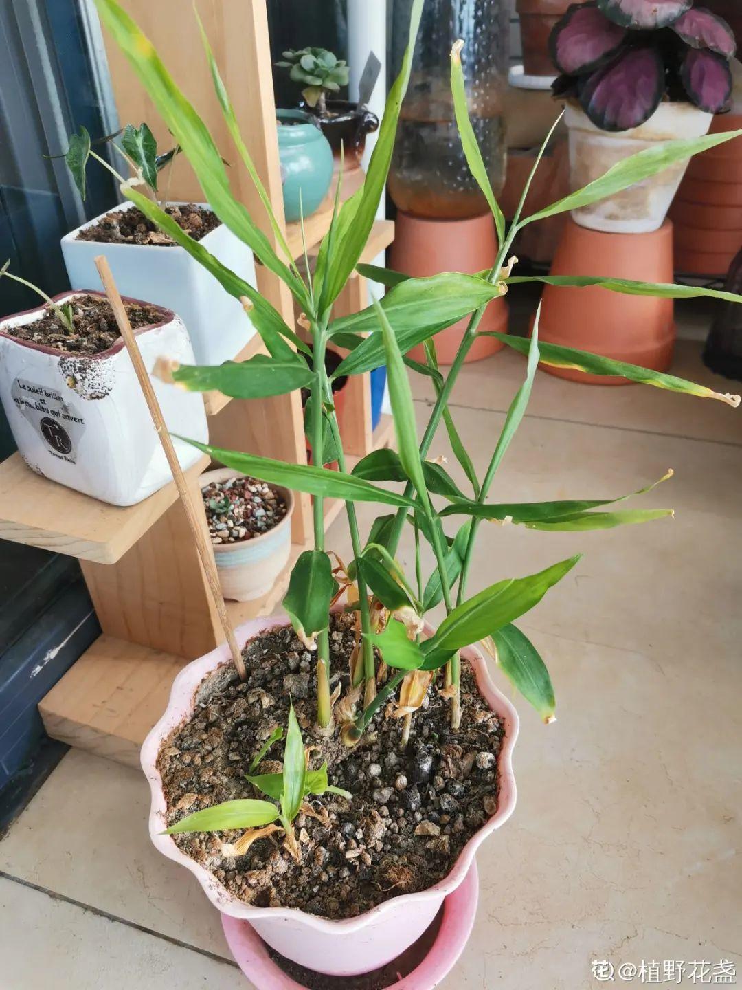 玉米棒子插盆里,7天冒出小森林,比绿萝吊兰好看