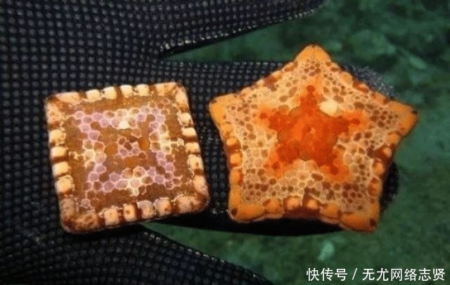 令人 22张“活久见”的照片,令人大开眼界!