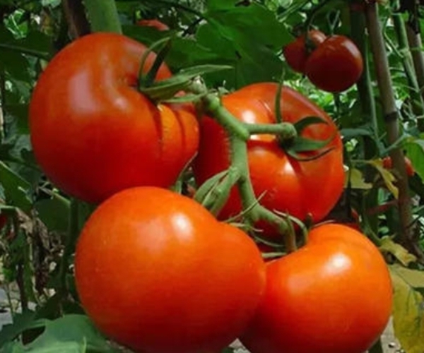 西红柿|4种食物是肝脏的“解毒王”,每天吃一点,毒素就少几分!