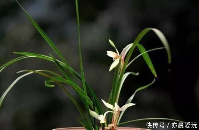 兰花|兰花托盘有水怎么办?