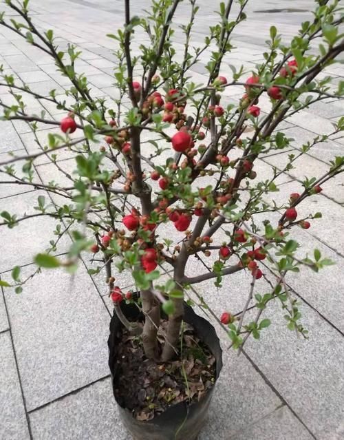 这3种开花植物是“抗冻王”,能耐-10℃的低温,冬天可放心买回家