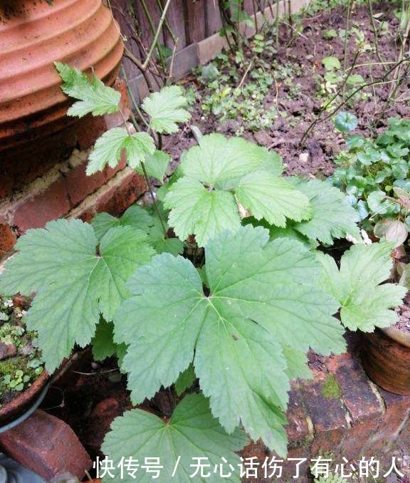 草木灰|花市老板永远不会说的5个秘密,条条是精髓,盆盆养出好状态